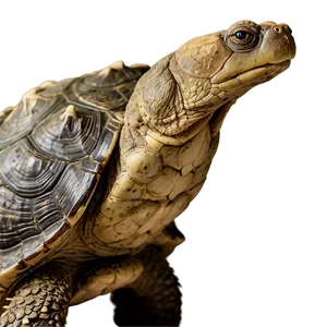 Snapping Turtle Head Detail Png Sba64 PNG image