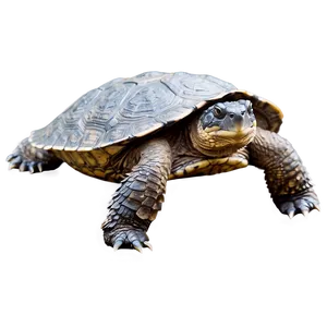 Snapping Turtle In Aquatic Scene PNG 06252024