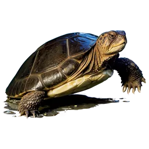 Snapping Turtle In Aquatic Scene Png Haa PNG image