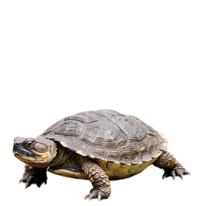 Snapping Turtle In Defensive Position PNG 19 PNG