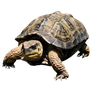 Snapping Turtle In Defensive Position PNG 75