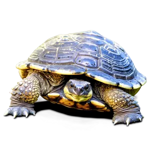 Snapping Turtle In Detailed Line Art PNG 57 PNG