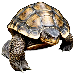 Snapping Turtle In Detailed Line Art PNG Qta37 PNG