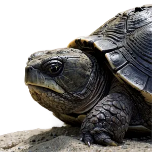 Snapping Turtle In Dynamic Pose PNG Ykk PNG