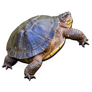 Snapping Turtle In Forest Setting Png Wsi12 PNG image