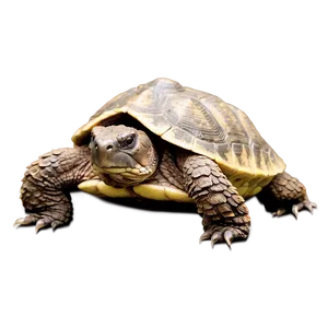 Snapping Turtle In Grass PNG 06252024