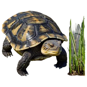 Snapping Turtle In Grass PNG Kdg