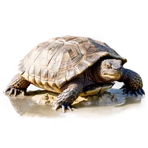 Snapping Turtle In Mud PNG Mxx