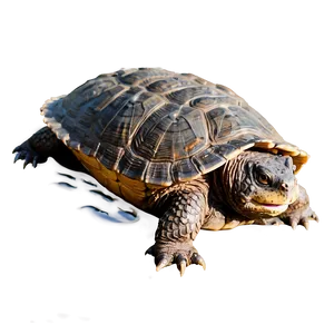 Snapping Turtle In Mud PNG Nbi