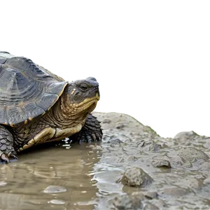 Snapping Turtle In Mud PNG Uuk96 PNG