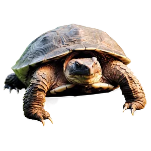 Snapping Turtle In Natural Habitat Png 15 PNG image