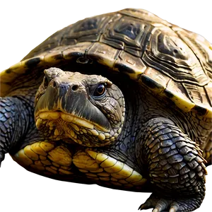 Snapping Turtle In Natural Habitat PNG Mjh36 PNG
