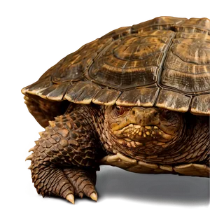 Snapping Turtle In Natural Habitat Png Mvl46 PNG image