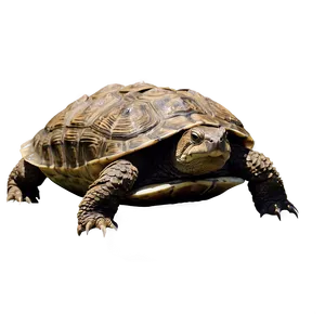 Snapping Turtle In River Png 06252024 PNG image