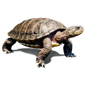 Snapping Turtle In Shallow Water PNG 06252024 PNG