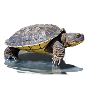 Snapping Turtle In Shallow Water PNG Uqx PNG