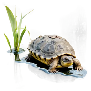 Snapping Turtle In Wetland Environment PNG Cep70 PNG