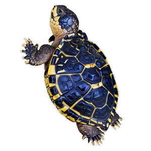 Snapping Turtle In Wetland Environment Png Xkr PNG image