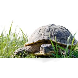 Snapping Turtle In Wild Grass PNG 06252024