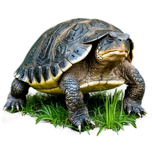 Snapping Turtle In Wild Grass Png Iyq88 PNG image