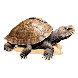 Snapping Turtle On Sandy Shore PNG 53