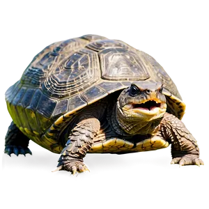 Snapping Turtle Opening Mouth PNG 06252024 PNG