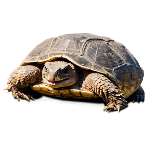 Snapping Turtle Opening Mouth Png 67 PNG image