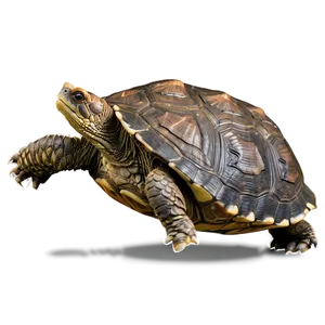 Snapping Turtle Profile View PNG 06252024