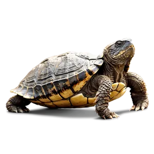 Snapping Turtle Profile View Png 06252024 PNG image