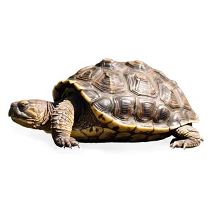 Snapping Turtle Side Profile PNG 06252024 PNG