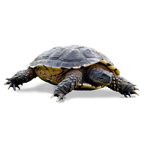 Snapping Turtle Side Profile Png Wcv PNG image