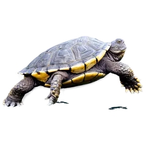 Snapping Turtle Swimming Underwater Png 06252024 PNG image