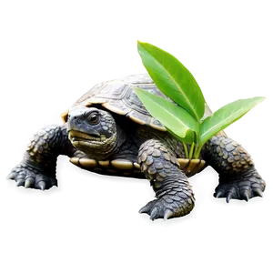 Snapping Turtle Under Leaf Shadow PNG 06252024 PNG