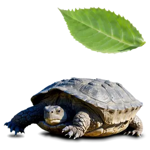 Snapping Turtle Under Leaf Shadow Png Bgy93 PNG image