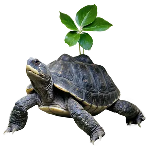Snapping Turtle Under Leaf Shadow PNG Xvn63 PNG