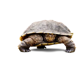 Snapping Turtle Walking On Land Png 06252024 PNG image