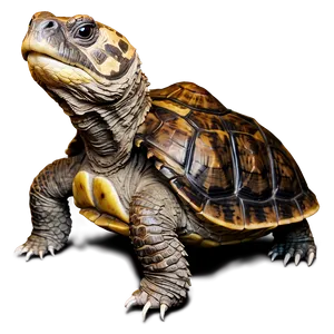 Snapping Turtle Walking On Land PNG 30
