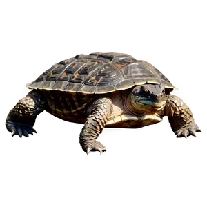 Snapping Turtle With Detailed Scales PNG 06252024