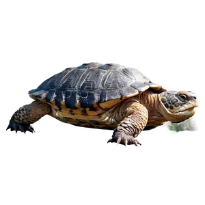 Snapping Turtle With Detailed Scales PNG 06252024