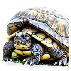Snapping Turtle With Eggs PNG Ncj68 PNG