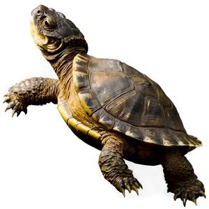 Snapping Turtle With Fish Png 81 PNG image