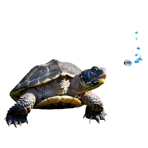 Snapping Turtle With Fish PNG Vpt98