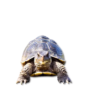 Snapping Turtle With Reflective Shell PNG 06252024