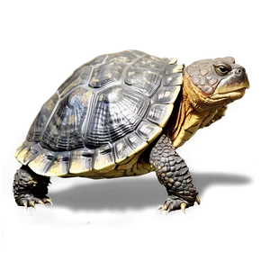 Snapping Turtle With Reflective Shell PNG Lfo PNG