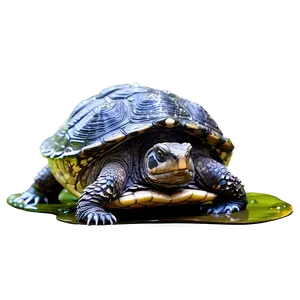 Snapping Turtle With Water Droplets PNG 78