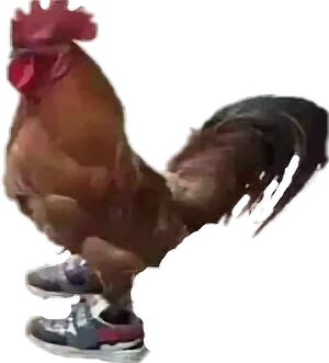 Sneaker Sporting Rooster PNG