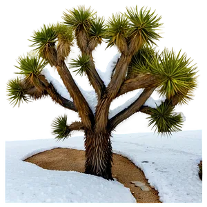 Snow-capped Joshua Tree Png 14 PNG image