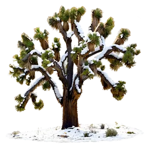 Snow-capped Joshua Tree Png 34 PNG image