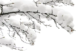 Snow Covered Branches Against Black Background PNG image