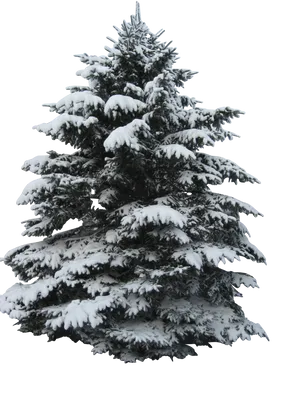 Snow Covered Christmas Tree